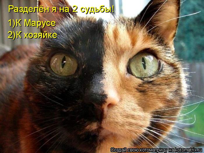 Котоматрица: Разделён я на 2 судьбы! 1)К Марусе 2)К хозяйке