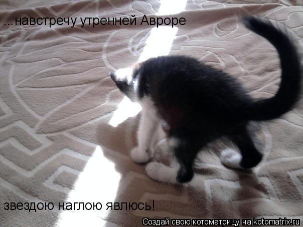 Котоматрица: ...навстречу утренней Авроре звездою наглою явлюсь!
