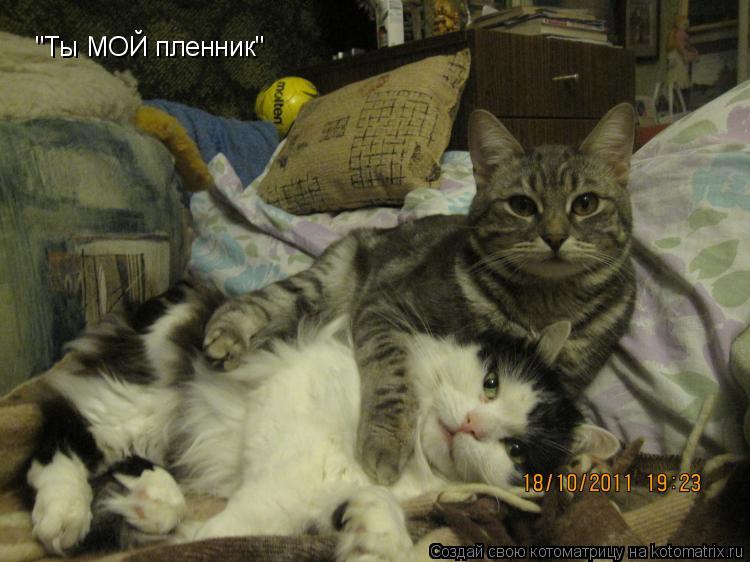 Котоматрица: "Ты МОЙ пленник"