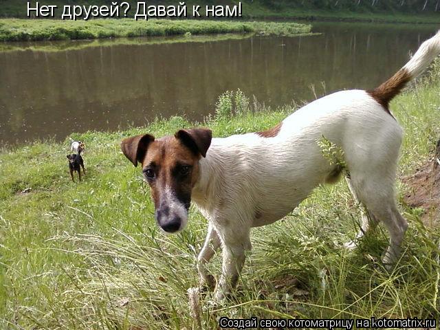 Котоматрица: Нет друзей? Давай к нам!