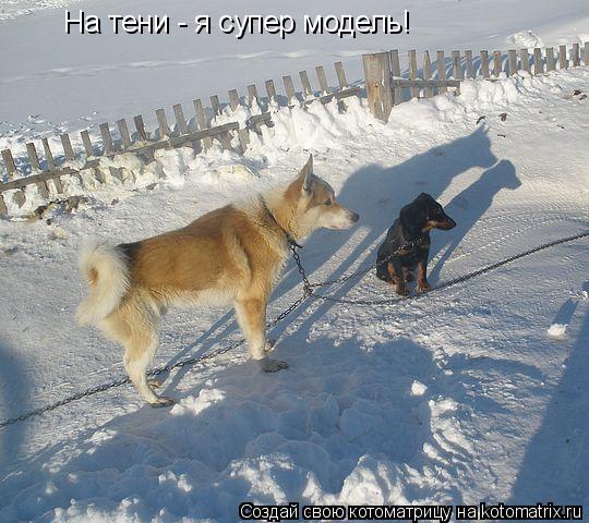 Котоматрица: На тени - я супер модель! На тени - я супер модель!