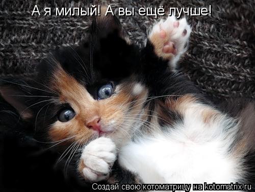 Котоматрица: А я милый! А вы ещё лучше!