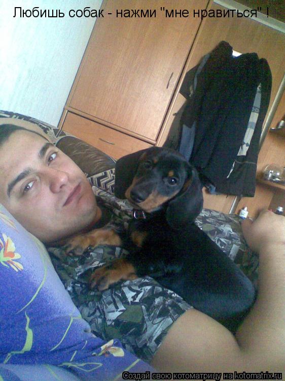 Котоматрица: Любишь собак - нажми "мне нравиться" !