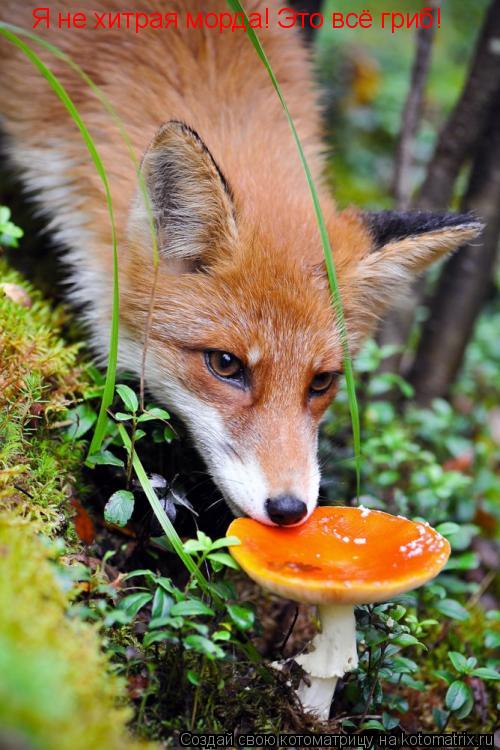 Котоматрица: Я не хитрая морда! Это всё гриб!