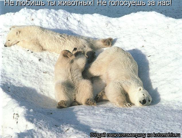 Котоматрица: Не любишь ты животных! Не голосуешь за нас!