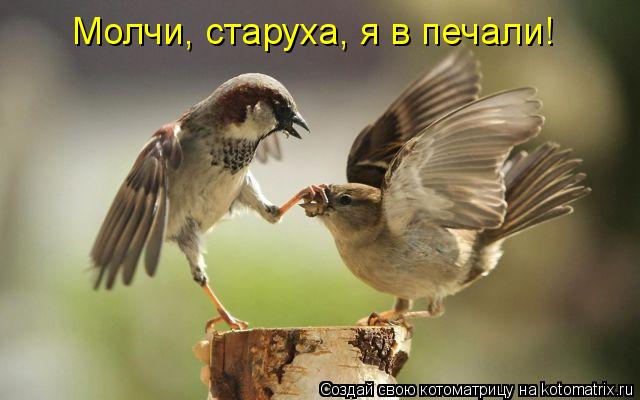 Котоматрица: Молчи, старуха, я в печали!