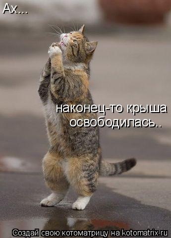 Котоматрица: Ах... наконец-то крыша освободилась... освободилась..