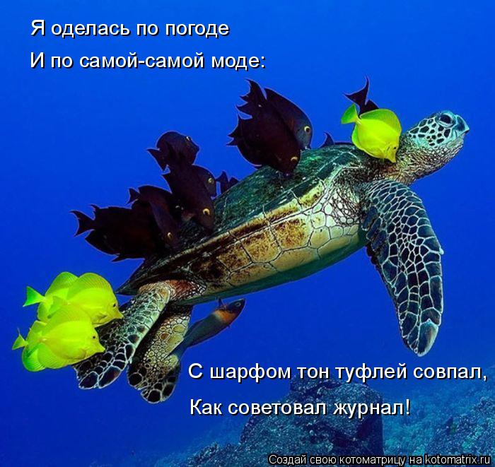 Котоматрица: Я оделась по погоде И по самой-самой моде: С шарфом тон туфлей совпал, Как советовал журнал!