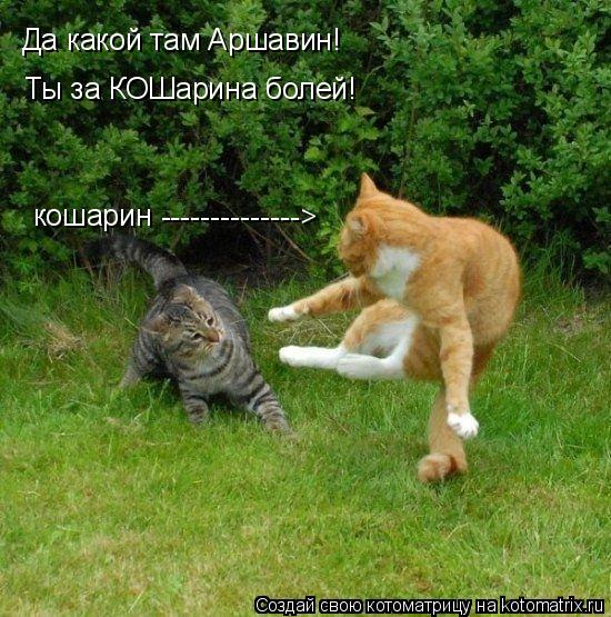 Котоматрица: Да какой там Аршавин! Ты за КОШарина болей! --------------> кошарин