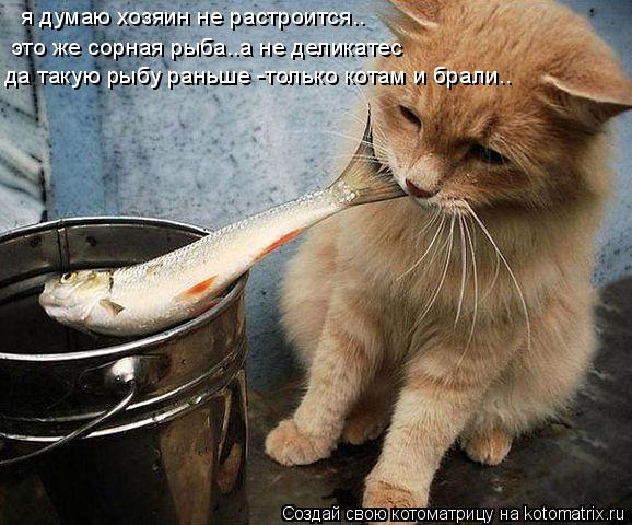 я думаю хозяин не растроится.. это же сорная рыба..а не деликатес да такую рыбу раньше -только котам ... Котоматрица: я думаю хозяин не растроится.. это же сорная рыба..а не деликатес да такую рыбу раньше -только котам и брали..