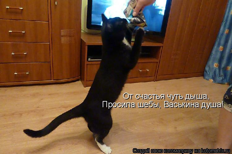 Котоматрица: От счастья чуть дыша, Просила шебы, Васькина душа!