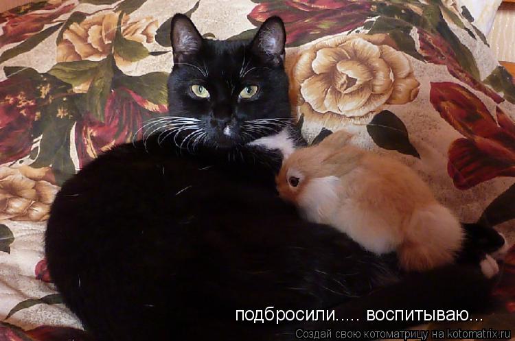 Котоматрица: подбросили..... воспитываю...
