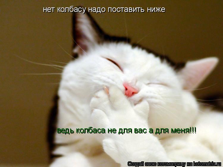 Котоматрица: нет колбасу надо поставить ниже ведь колбаса не для вас а для меня!!!