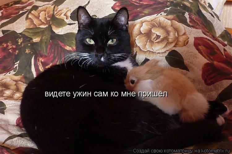 Котоматрица: видете ужин сам ко мне пришёл