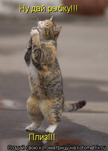 Котоматрица: Ну дай рыбку!!! Плиз!!!