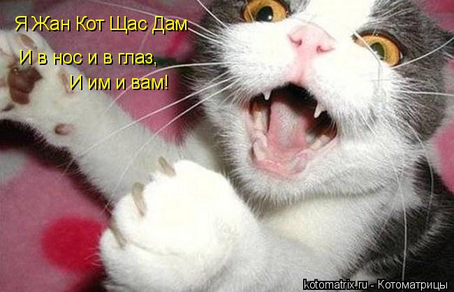 Котоматрица: Я Жан Кот Щас Дам И в нос и в глаз, И им и вам!