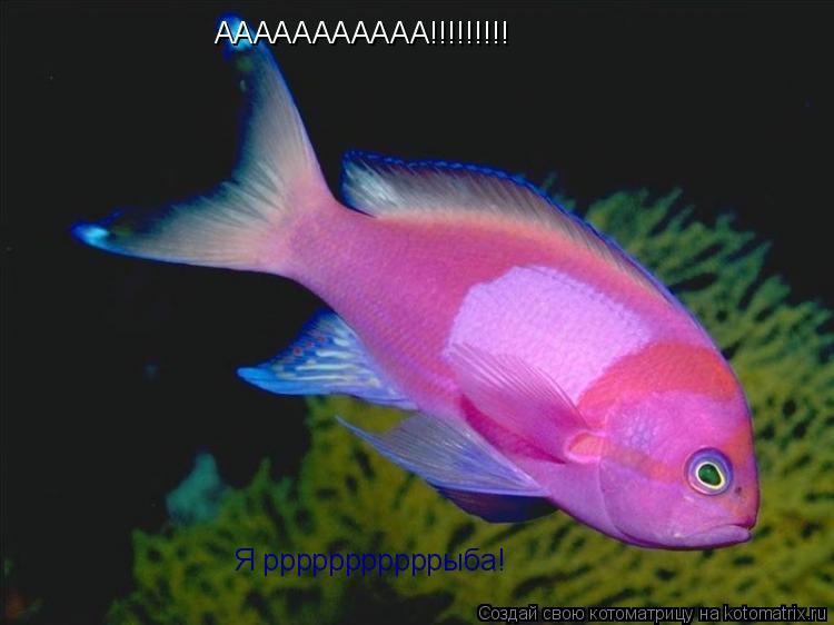 Котоматрица: ААААААААААА!!!!!!!!! Я рррррррррррыба!