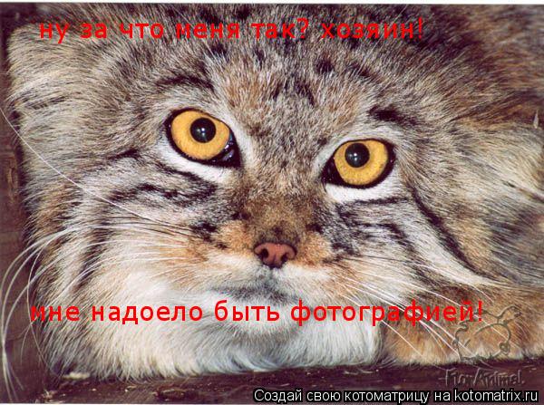 Котоматрица: ну за что меня так? хозяин!  мне надоело быть фотографией!