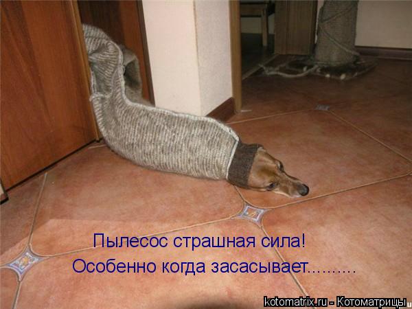 Котоматрица: Пылесос страшная сила! Особенно когда засасывает..........