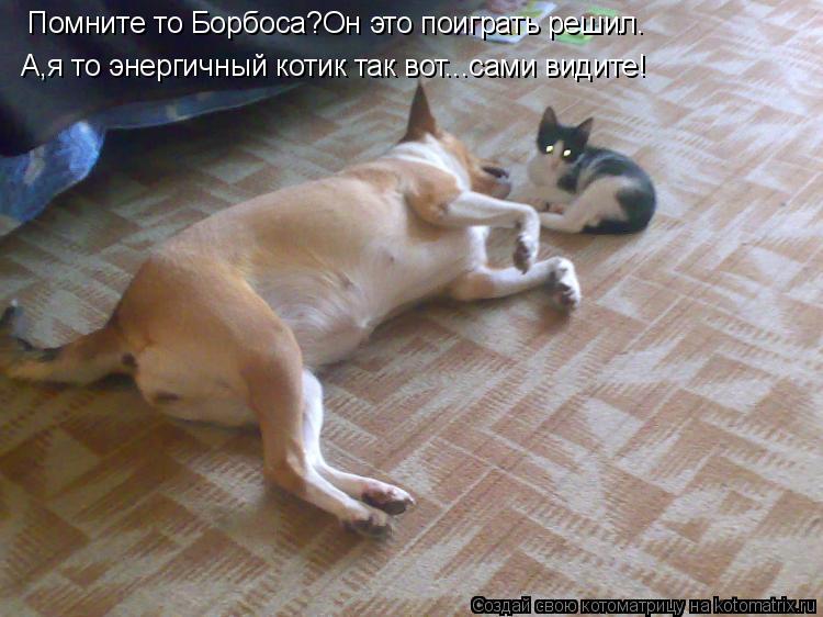 Котоматрица: Помните то Борбоса?Он это поиграть решил. А,я то энергичный котик так вот...сами видите!