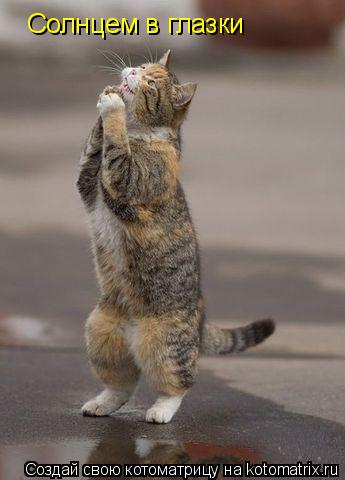 Котоматрица: Солнцем в глазки