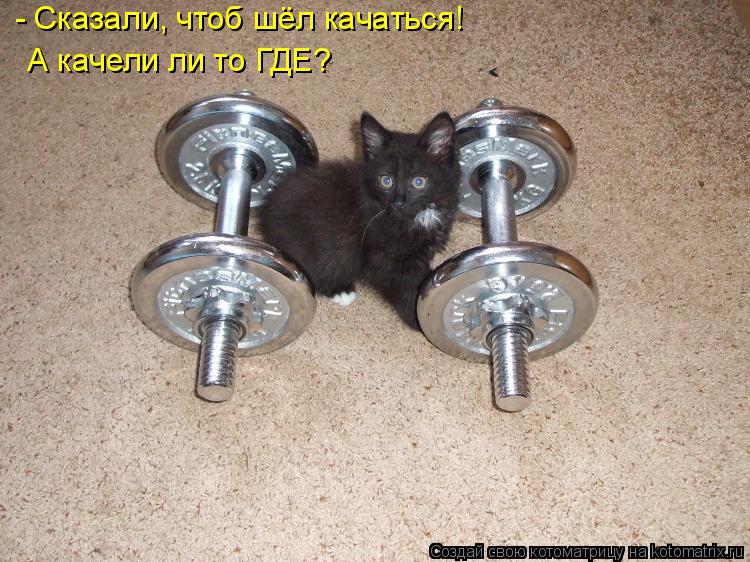 Котоматрица: - Сказали, чтоб шёл качаться! А качели ли то ГДЕ?