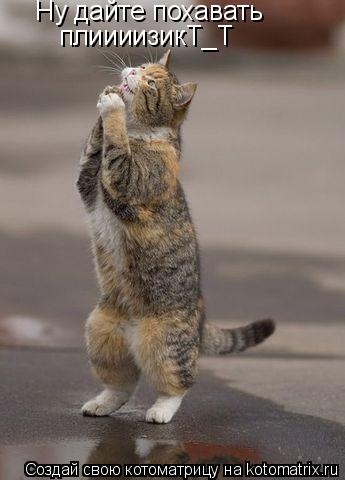 Котоматрица: Ну дайте похавать плиииизикТ_Т