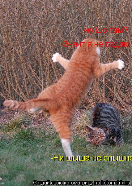 Котоматрица: -ну шо там? -Ни шыша не слышно -Значт я не падаю