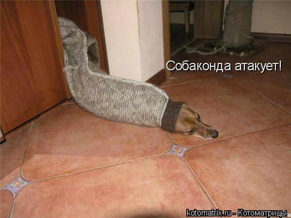 Котоматрица: Собаконда атакует!