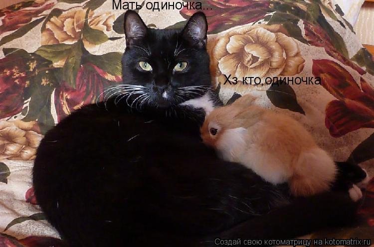 Котоматрица: Мать одиночка... Хз кто,одиночка