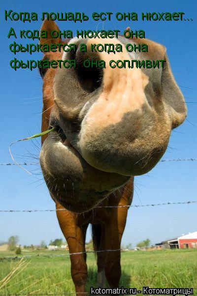 Котоматрица: Когда лошадь ест Когда лошадь ест она нюхает... А кода она нюхает она  фыркается а когда она фыркается  она сопливит