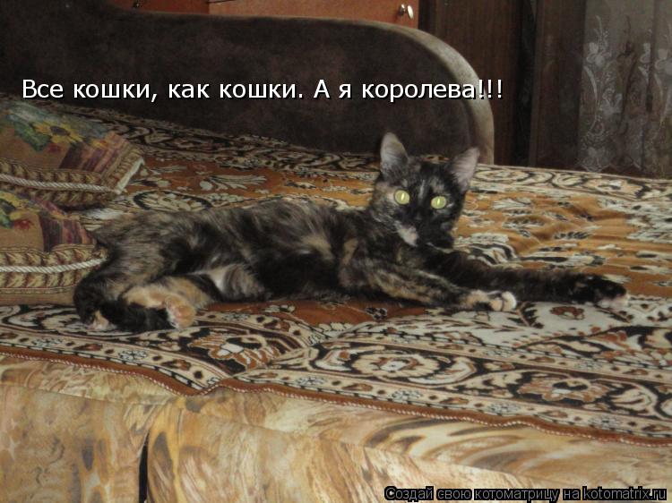 Котоматрица: Все кошки, как кошки. А я королева!!!