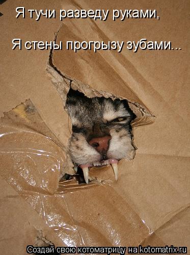 Котоматрица: Я тучи разведу руками, Я стены прогрызу зубами...