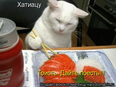 Котоматрица: Хатиацу Тоисть. Дайте поесть!!!
