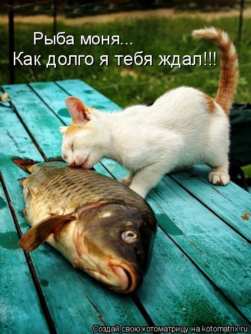 Котоматрица: Как долго я тебя ждал!!! Рыба моня...