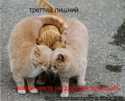 Котоматрица: треттий лишний любви никто не должен помешать
