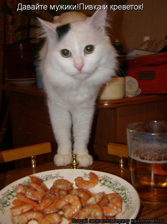 Котоматрица: Давайте мужики!Пивка и креветок!