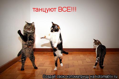 Котоматрица: танцуют ВСЕ!!!