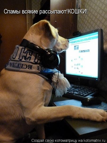 Котоматрица: Спамы всякие рассылают!КОШКИ!