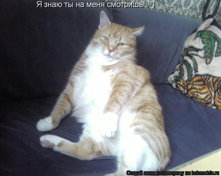 Котоматрица: Я знаю ты на меня смотришь! =)