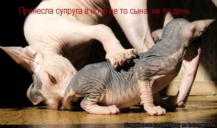 Котоматрица: Принесла супруга в ночь не то сына, не то дочь...
