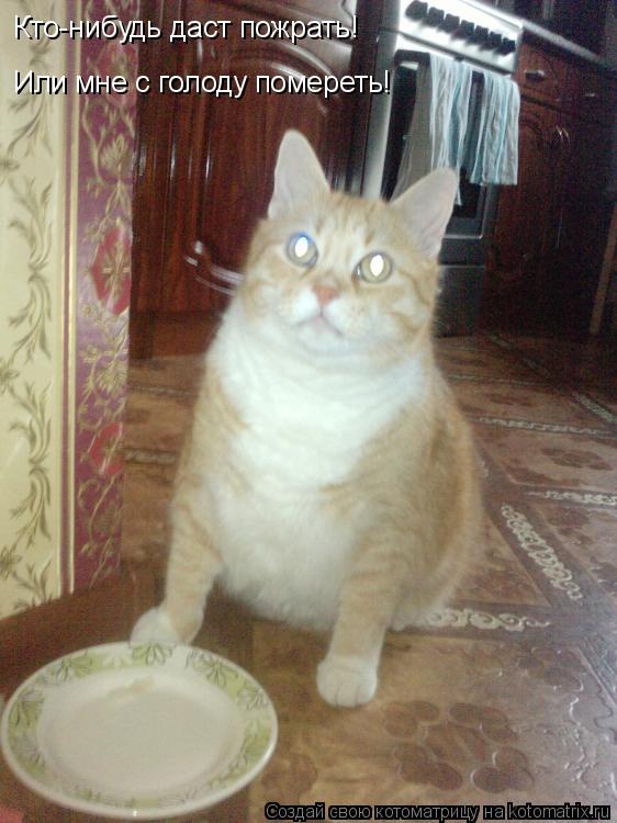Котоматрица: Кто-нибудь даст пожрать! Или мне с голоду помереть!
