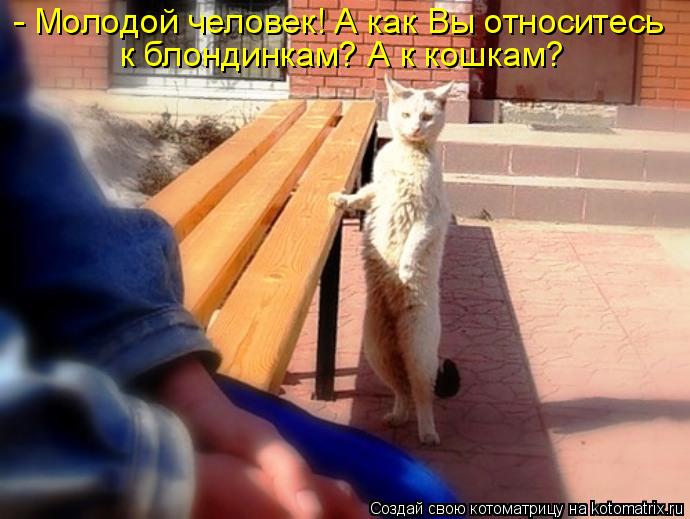 - Молодой человек! А как Вы относитесь к блондинкам? А к кошкам?... Котоматрица: - Молодой человек! А как Вы относитесь к блондинкам? А к кошкам?