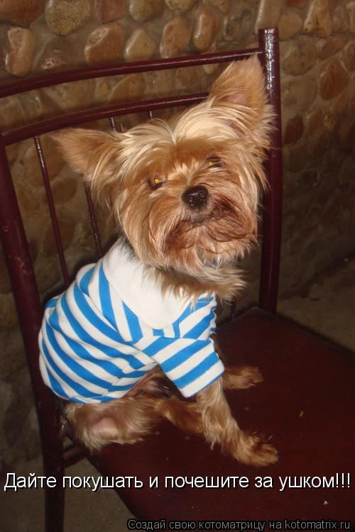 Дайте покушать и почешите за ушком!!! Быстро!!!... Котоматрица: Дайте покушать и почешите за ушком!!! Быстро!!!