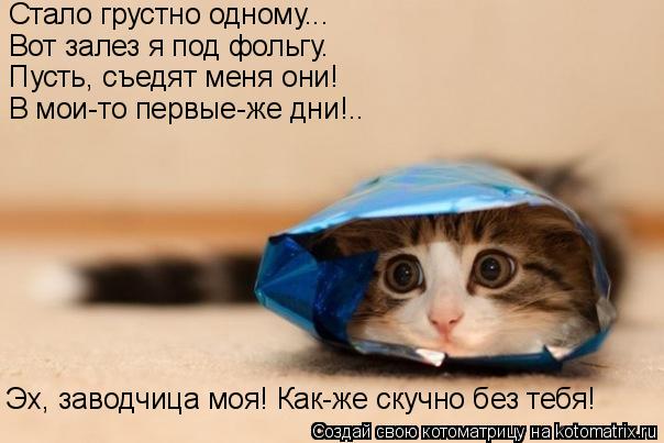 Стало грустно одному... Вот залез я под фольгу. Пусть, съедят меня они! В мои-то первые-же дни!.. Эх,... Котоматрица: Стало грустно одному... Вот залез я под фольгу. Пусть, съедят меня они! В мои-то первые-же дни!.. Эх, заводчица моя! Как-же скучно без тебя!
