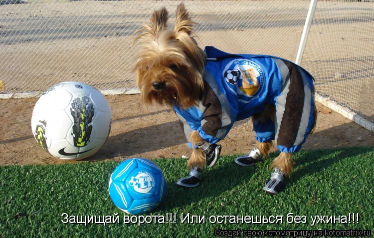 Защищай ворота!!! Или останешься без ужина!!!... Котоматрица: Защищай ворота!!! Или останешься без ужина!!!