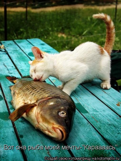 Вот она рыба моей мечты-"Караааась"... Котоматрица: Вот она рыба моей мечты-"Караааась"