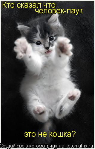 Кто сказал что кошка Кто сказал что человек-паук это не кошка?... Котоматрица: Кто сказал что кошка Кто сказал что человек-паук это не кошка?