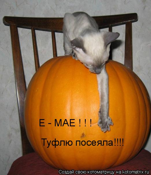 Котоматрица: Е - МАЕ ! ! ! Туфлю посеяла!!!!