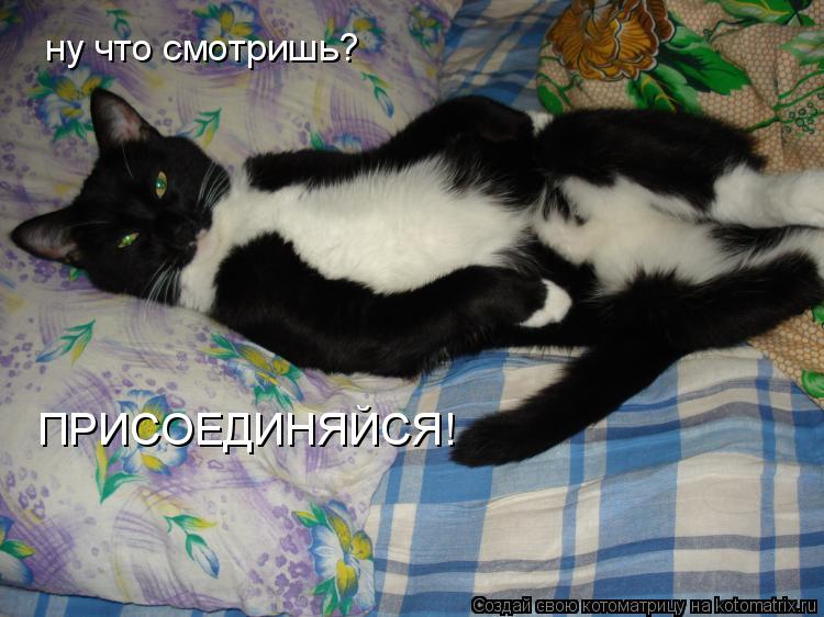 Котоматрица: ну что смотришь? ПРИСОЕДИНЯЙСЯ!